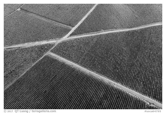 Aerial view of rows of vines and paths in autumn. Livermore, California, USA (black and white)