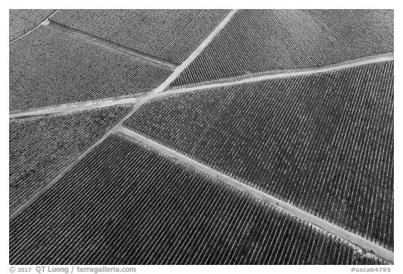 Aerial view of rows of vines and paths in autumn. Livermore, California, USA (black and white)