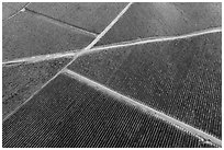 Aerial view of rows of vines and paths in autumn. Livermore, California, USA ( black and white)