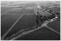 Aerial view of barns and  vineyards in autumn. Livermore, California, USA ( black and white)