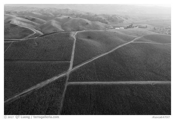 Aerial view of autumn vineyards with hazy hills. Livermore, California, USA (black and white)