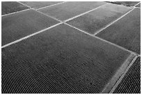 Aerial view of multicolored patches of vineyards in autumn. Livermore, California, USA ( black and white)