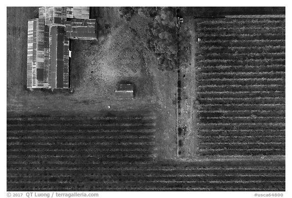 Aerial view of rusted barn and rows of vines looking straight down. Livermore, California, USA (black and white)