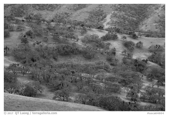 Hillside with oaks in winter, Del Valle Regional Park. Livermore, California, USA (black and white)