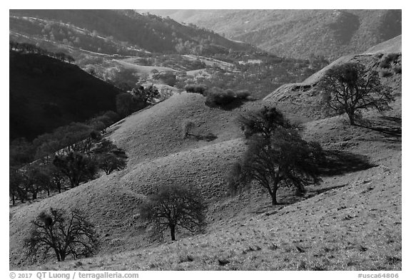 Oaks on green hills. Livermore, California, USA (black and white)