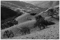 Oaks on green hills. Livermore, California, USA ( black and white)