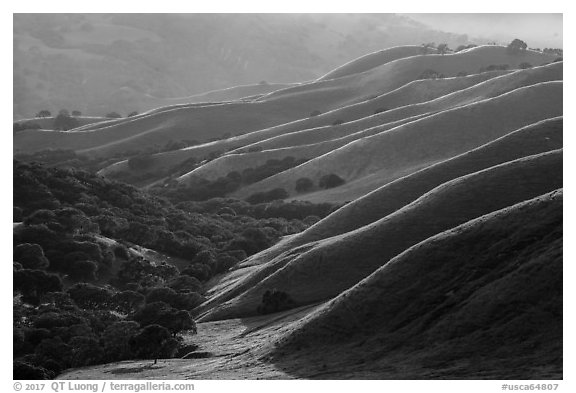 Oaks and ridges, late afternoon, Del Valle Regional Park. Livermore, California, USA (black and white)
