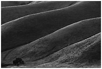 Oak and ridges, late afternoon, Del Valle Regional Park. Livermore, California, USA ( black and white)