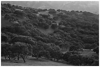 Oak trees in spring on hillside, Del Valle Regional Park. Livermore, California, USA ( black and white)