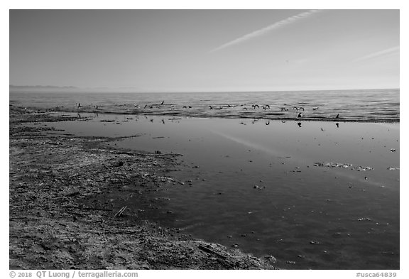 Salton Sea shore near Bombay Beach. California, USA (black and white)