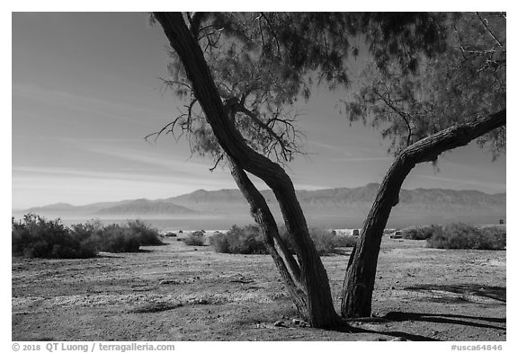 Desert trees and Salton Sea. California, USA (black and white)