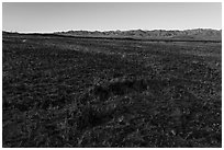 Grasses and Granite Mountains near Amboy. Mojave Trails National Monument, California, USA ( black and white)