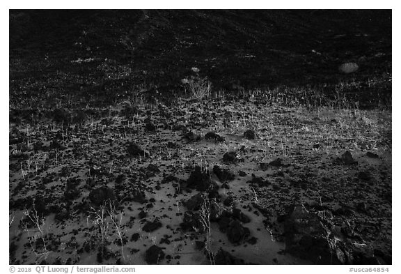 Grasses and volcanic rocks. Mojave Trails National Monument, California, USA (black and white)