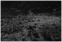 Grasses and volcanic rocks. Mojave Trails National Monument, California, USA ( black and white)