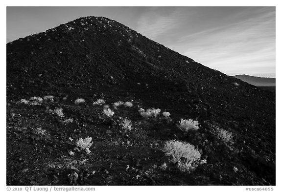 Bushes on Amboy Crater. Mojave Trails National Monument, California, USA (black and white)