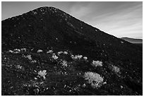 Bushes on Amboy Crater. Mojave Trails National Monument, California, USA ( black and white)