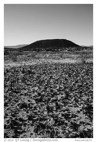 Volcanic rocks, grasses, and Amboy Crater. Mojave Trails National Monument, California, USA (black and white)