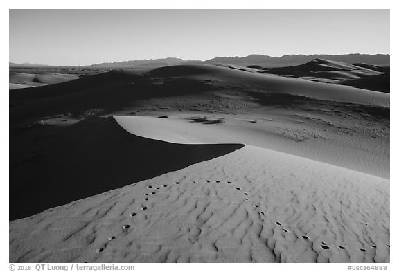 Animals tracks on golden dunes, Cadiz Dunes Wilderness. Mojave Trails National Monument, California, USA (black and white)