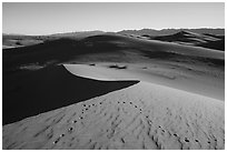 Animals tracks on golden dunes, Cadiz Dunes Wilderness. Mojave Trails National Monument, California, USA ( black and white)