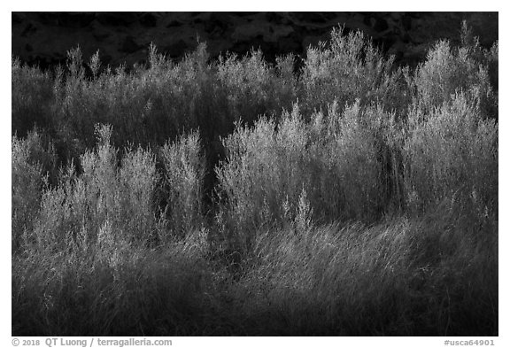 Backlit river vegetation, Afton Canyon. Mojave Trails National Monument, California, USA (black and white)