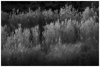 Backlit river vegetation, Afton Canyon. Mojave Trails National Monument, California, USA ( black and white)