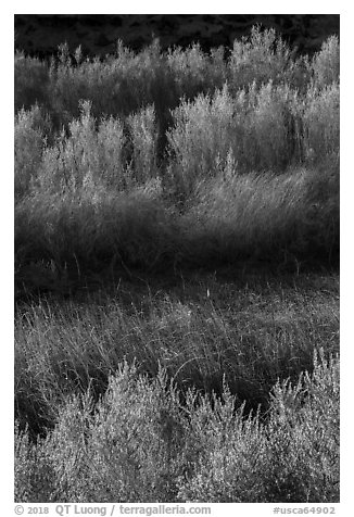 Willows along Mojave River, Afton Canyon. Mojave Trails National Monument, California, USA (black and white)