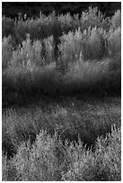 Willows along Mojave River, Afton Canyon. Mojave Trails National Monument, California, USA ( black and white)