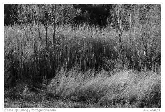 Willows in winter, Afton Canyon. Mojave Trails National Monument, California, USA (black and white)