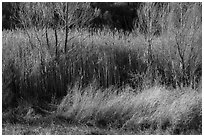 Willows in winter, Afton Canyon. Mojave Trails National Monument, California, USA ( black and white)