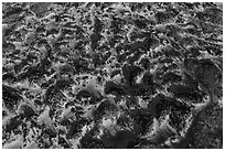 Aerial view of lava field near Amboy Crater. Mojave Trails National Monument, California, USA ( black and white)