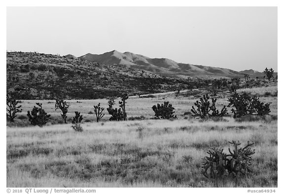 Desert grassland and New York Mountains at sunrise. Castle Mountains National Monument, California, USA (black and white)