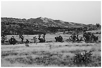 Desert grassland and New York Mountains at sunrise. Castle Mountains National Monument, California, USA ( black and white)