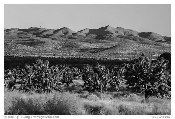 Grasses, Joshua Trees and mountains. Castle Mountains National Monument, California, USA (black and white)