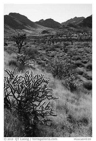 Cacti and Castle Mountains. Castle Mountains National Monument, California, USA (black and white)