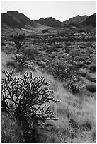 Cacti and Castle Mountains. Castle Mountains National Monument, California, USA ( black and white)