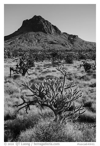 Cactus, Joshua Trees, grassland, and Hart Peak. Castle Mountains National Monument, California, USA (black and white)