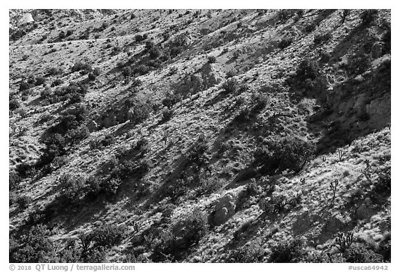 Slopes with juniper trees. Castle Mountains National Monument, California, USA (black and white)