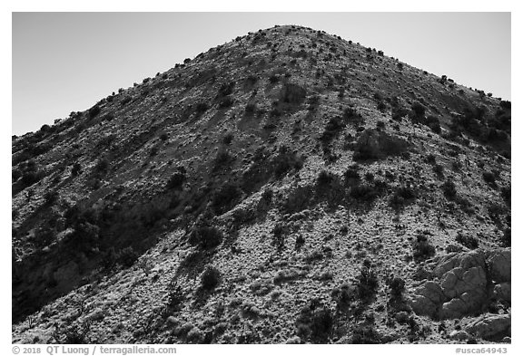 Castle Mountains peak with juniper trees. Castle Mountains National Monument, California, USA (black and white)