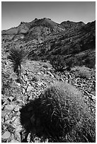 Barrel cactus, Yucca, Castle Mountains. Castle Mountains National Monument, California, USA ( black and white)
