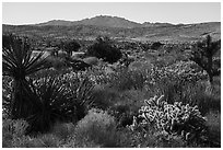 Desert plants and New York Mountains. Castle Mountains National Monument, California, USA ( black and white)