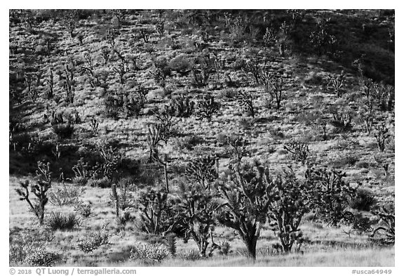 Dense Joshua Tree forest of slope. Castle Mountains National Monument, California, USA (black and white)