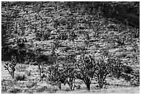 Dense Joshua Tree forest of slope. Castle Mountains National Monument, California, USA ( black and white)