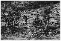 Joshua Trees and cacti. Castle Mountains National Monument, California, USA ( black and white)