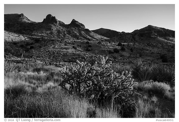 Cacti and Castle Mountains. Castle Mountains National Monument, California, USA (black and white)