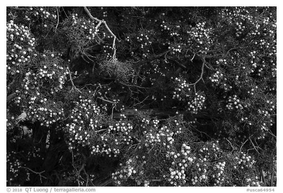 Close up of juniper and seed cones. Castle Mountains National Monument, California, USA (black and white)