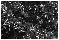 Close up of juniper and seed cones. Castle Mountains National Monument, California, USA ( black and white)