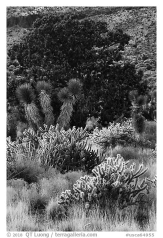 Cactus, yucca, and juniper. Castle Mountains National Monument, California, USA (black and white)