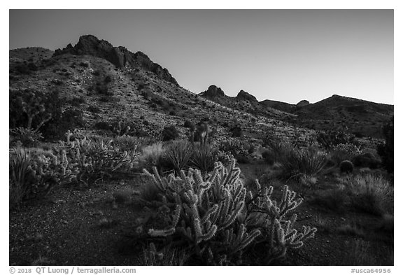 Cactus and Castle Mountains, dusk. Castle Mountains National Monument, California, USA (black and white)