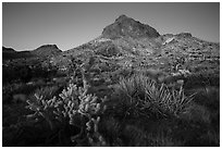 Cactus and Hart Peak, twilight. Castle Mountains National Monument, California, USA ( black and white)