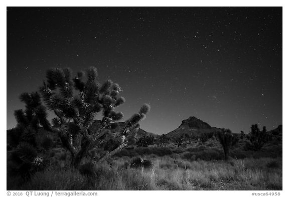 Joshua tree, grasses, and Hart Peak at night. Castle Mountains National Monument, California, USA (black and white)